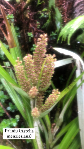Astelia menziesiana observed 2023-05-26