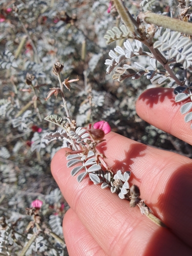 Image of Indigofera leucotricha by (c) maxark, some rights reserved (CC BY)