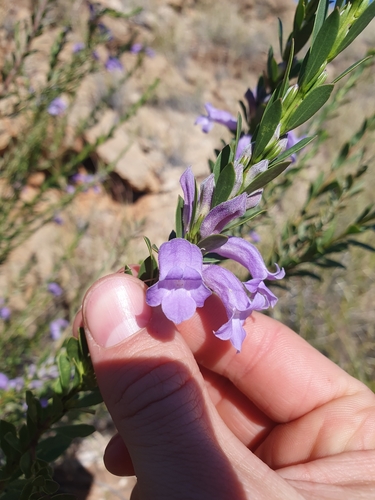 Image of Eremophila christophori by (c) maxark, some rights reserved (CC BY)