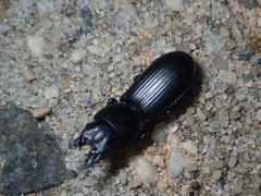 Scarites vicinus