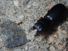 Scarites vicinus