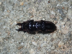 Scarites vicinus
