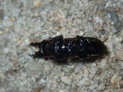 Scarites vicinus