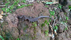 Lepidophyma flavimaculatum
