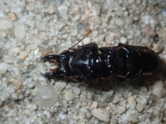 Scarites vicinus