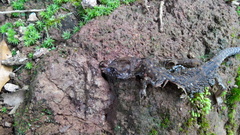 Lepidophyma flavimaculatum