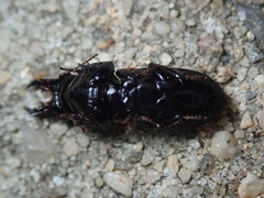 Scarites vicinus