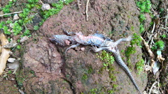 Lepidophyma flavimaculatum
