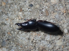 Scarites vicinus