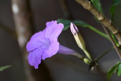Ruellia breedlovei