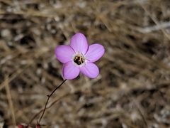 Leptosiphon ambiguus