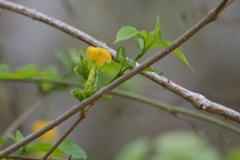 Tabernaemontana glabra