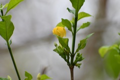 Tabernaemontana glabra