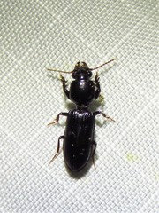 Clivina