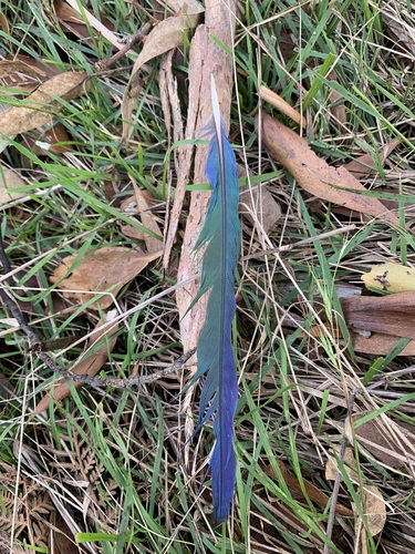 Plume de Perruche omnicolore