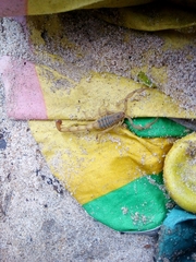 Centruroides elegans