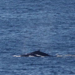 Megaptera novaeangliae australis