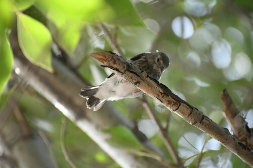 Grey-crowned Goldfinch (Carduelis caniceps), photo 6
