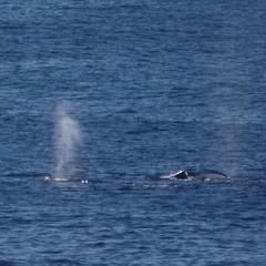 Megaptera novaeangliae australis