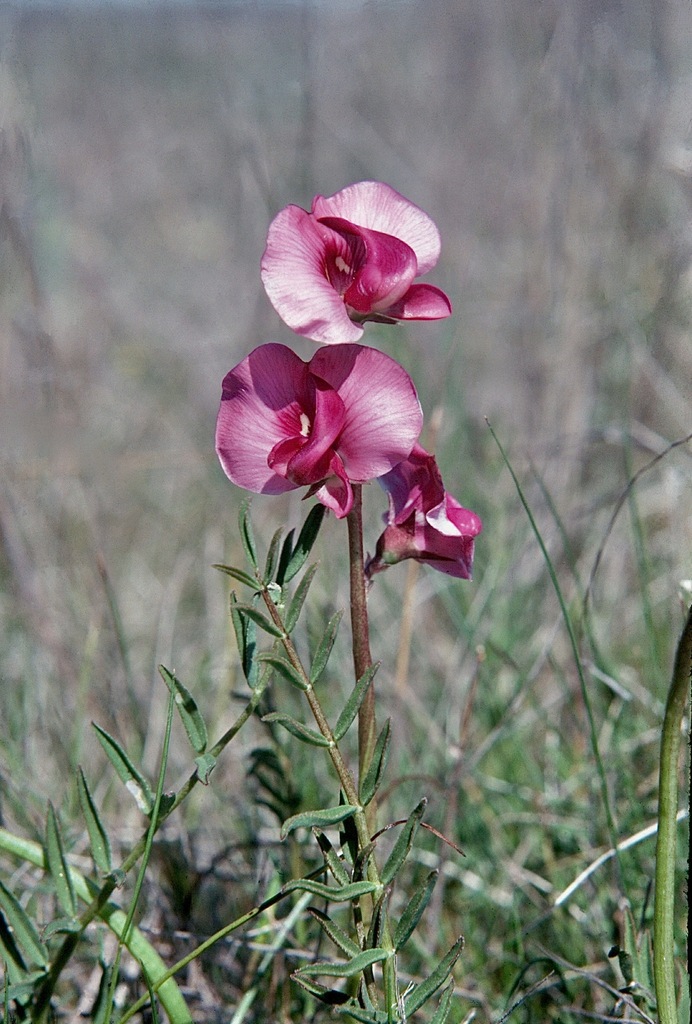 Red Darling-pea