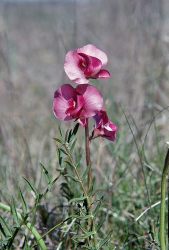 Red Darling-pea (Swainsona plagiotropis)