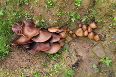 Psilocybe caerulescens
