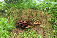 Psilocybe caerulescens