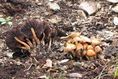 Psilocybe caerulescens