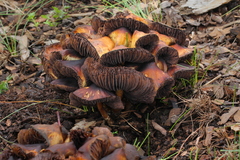Psilocybe caerulescens