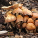 Psilocybe caerulescens - Photo (c) Alan Rockefeller, some rights reserved (CC BY), uploaded by Alan Rockefeller
