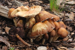 Psilocybe caerulescens