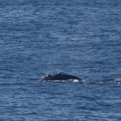 Megaptera novaeangliae australis