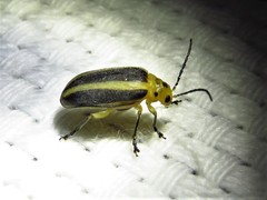 Derospidea brevicollis