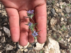 Eriastrum eremicum eremicum