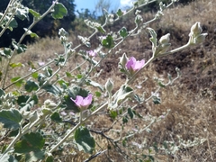 Malacothamnus fremontii