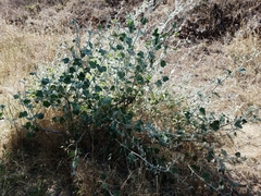 Malacothamnus fremontii