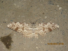Thysania agrippina
