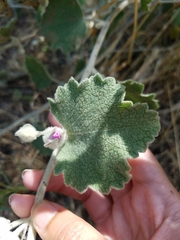 Malacothamnus fremontii