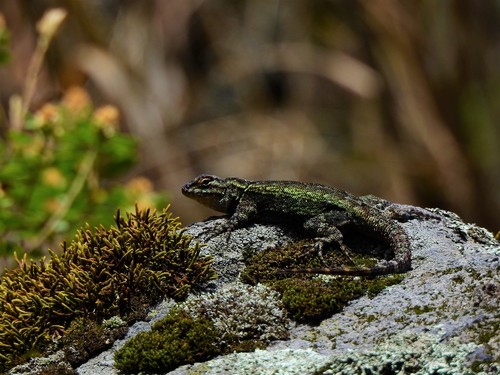 Anahuacan Bunchgrass Lizard, Sceloporus anahuacus