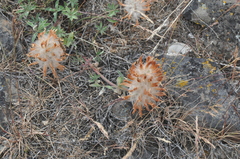 Trifolium macrocephalum