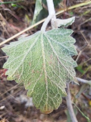 Malacothamnus fremontii