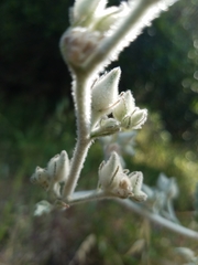 Malacothamnus fremontii