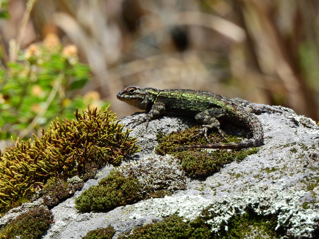 Anahuacan Bunchgrass Lizard
