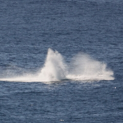 Megaptera novaeangliae australis