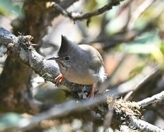 Stripe-Throated Yuhina photo 3