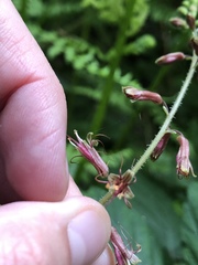 Tolmiea diplomenziesii