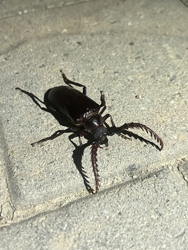iNaturalist observation photo of California Root Borer