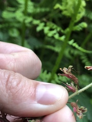 Tolmiea diplomenziesii, photograph Amelia Tauber, CC BY, iNaturalist via GBIF