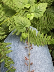 Tolmiea diplomenziesii, photograph Amelia Tauber, CC BY, iNaturalist via GBIF