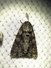 Acronicta afflicta